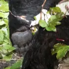 Эксперты назвали причину выхода крупного медведя к людям в Приамурье