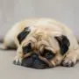 В Благовещенске местный житель избил собаку во дворе жилого дома