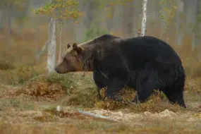 Жители села Белогорье в Амурской области бьют тревогу из-за крупного медведя возле жилых домов