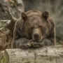 Эксперт Сицко: российским регионам грозит появление медведей-шатунов