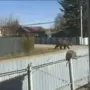 Штраф за медведя из нейросети: жительница Магдагачи переполошила весь поселок фейком в ChatGPT