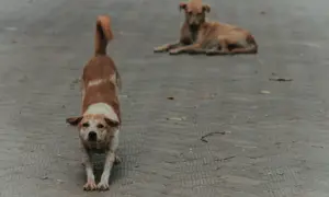 Администрацию Шимановска через суд заставили выплатить 40 тысяч рублей 10-летнему мальчику, которого покусала бродячая собака