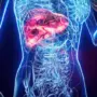 Ученые сняли показатели печени и установили факторы, ведущие к ее старению